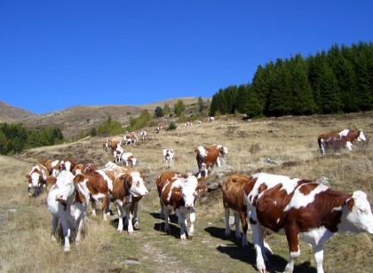 Az. Agr. Martino dal Bessè - Allevamento