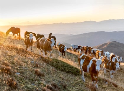 Az. Agr. Martino dal Bessè - Allevamento