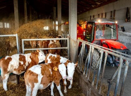 Az. Agr. Martino dal Bessè - Allevamento
