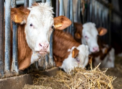 Az. Agr. Martino dal Bessè - Allevamento